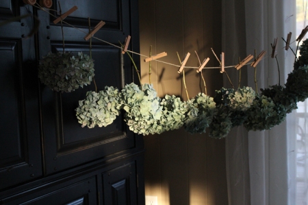hydrangea blooms hanging in a row